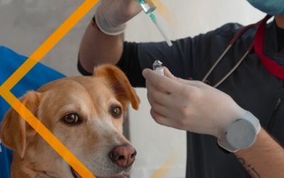 Avril 2021 : Vaccins vétérinaires