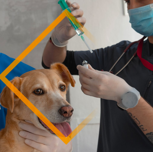 Avril 2021 : Vaccins vétérinaires