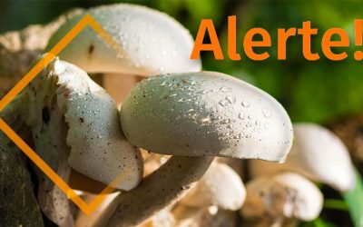 Alerte : hausse du nombre de cas d’intoxication aux champignons 
